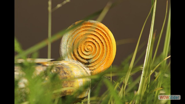 Cervera Jaden Sofia B